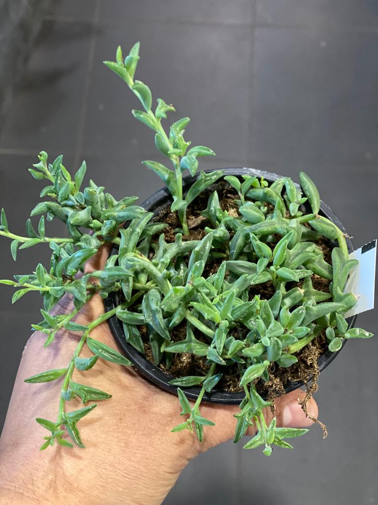 succulents victoria bc Plants – Victoria Food & Florist
