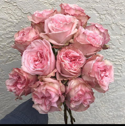 Roses  - without the vase